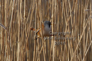 Bearded Tit Photographs by Betty Fold Gallery